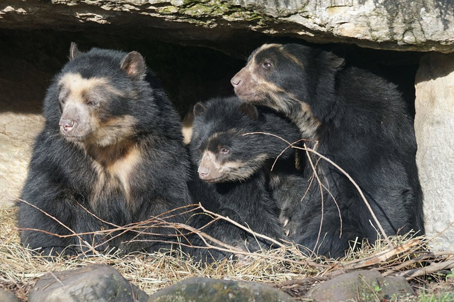 spectacled-bear.jpg