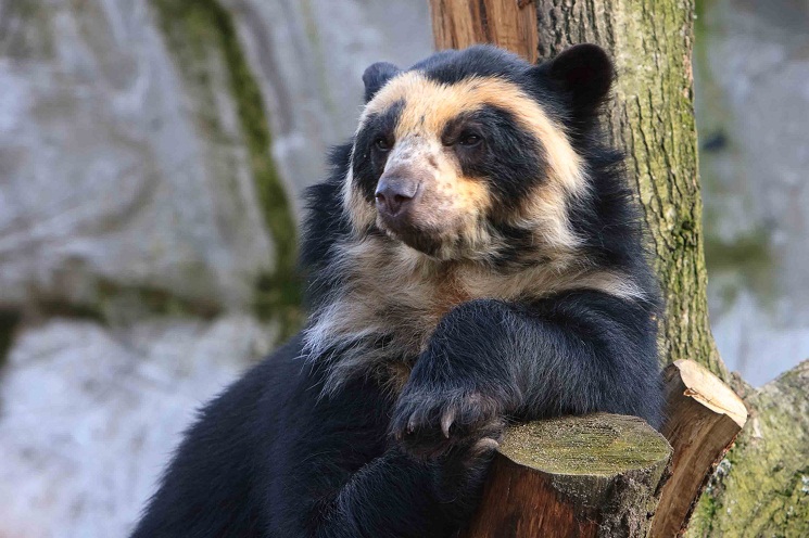 spectacled-bear.jpg
