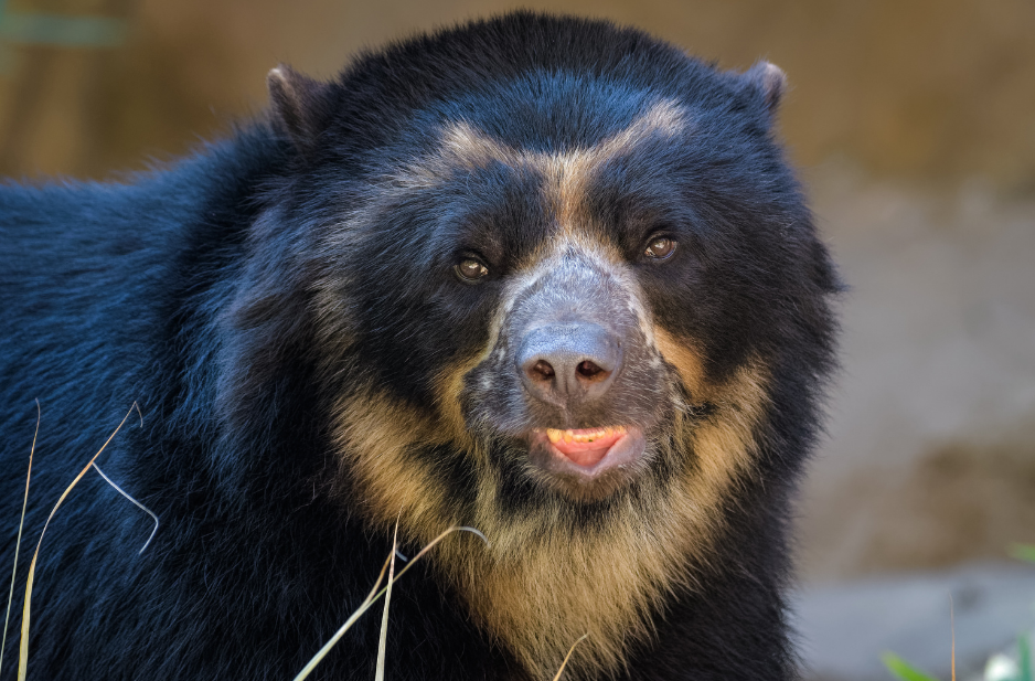 Spectacled-Bear.png