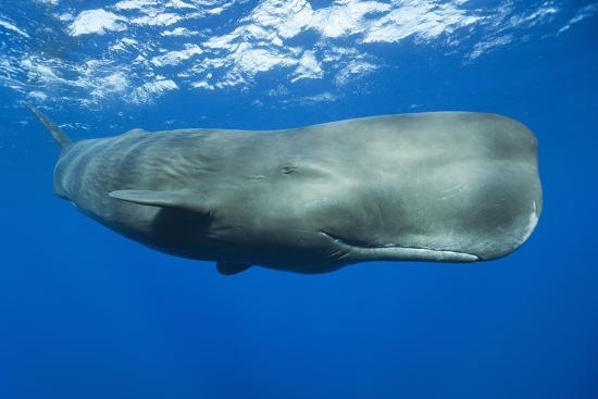 sperm-whale-physeter-macrocephalus_u-l-pzqspk0.jpg