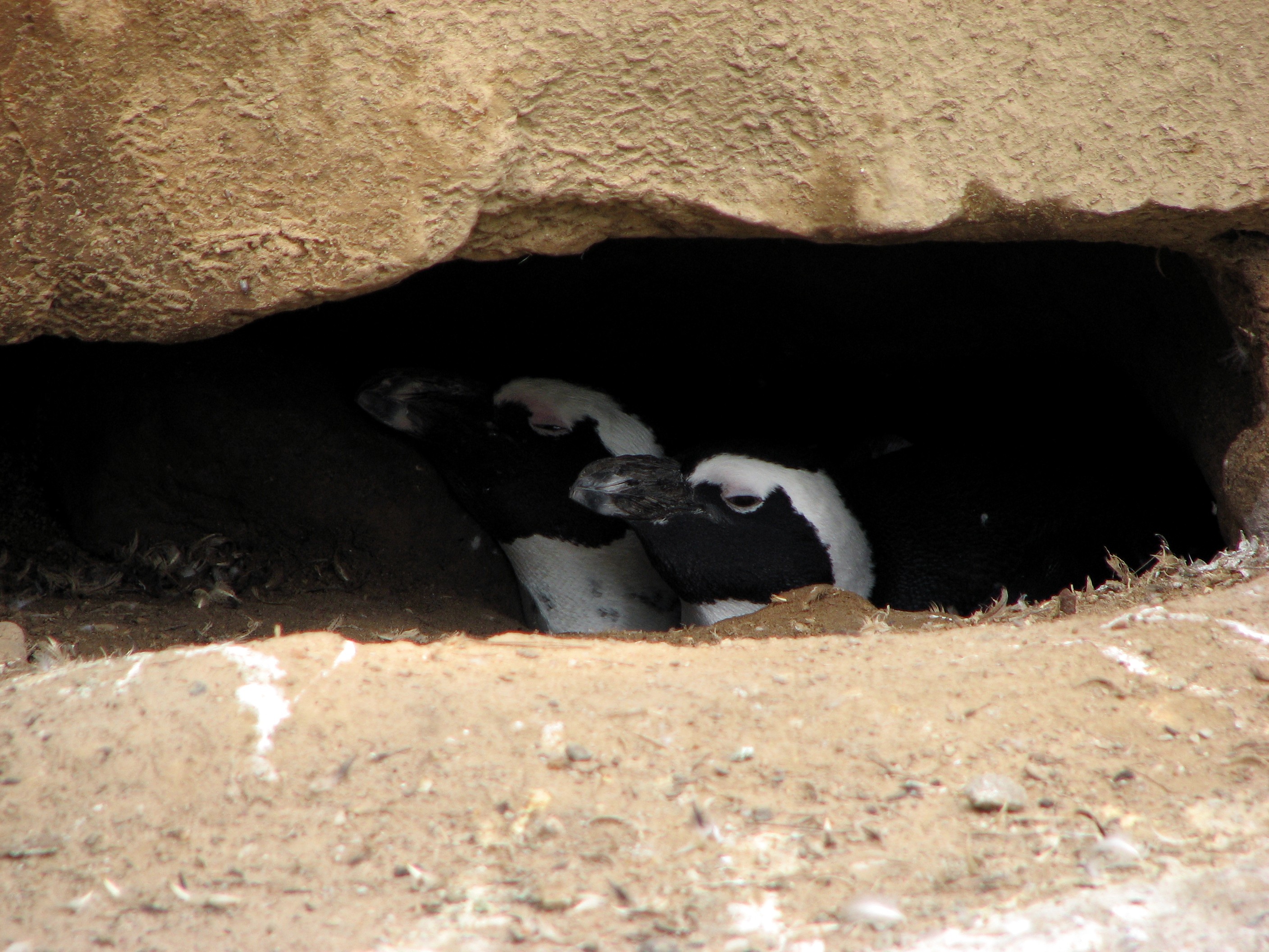 Spheniscus-demersus-african-penguin-burrow.jpg