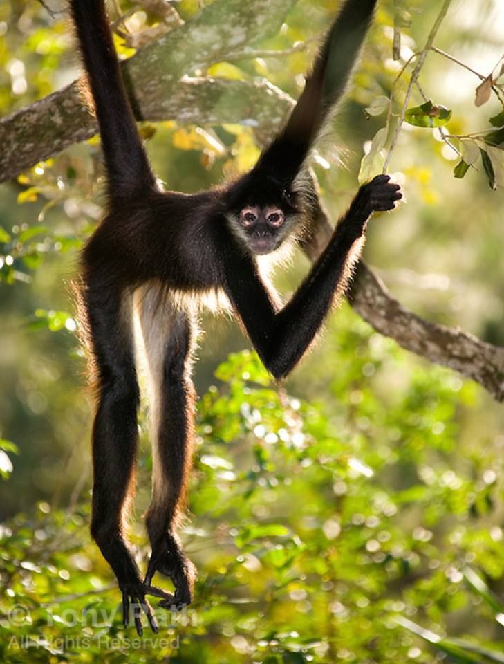 spider monkey.jpg
