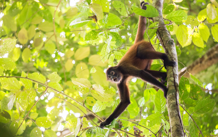spider-monkey.png