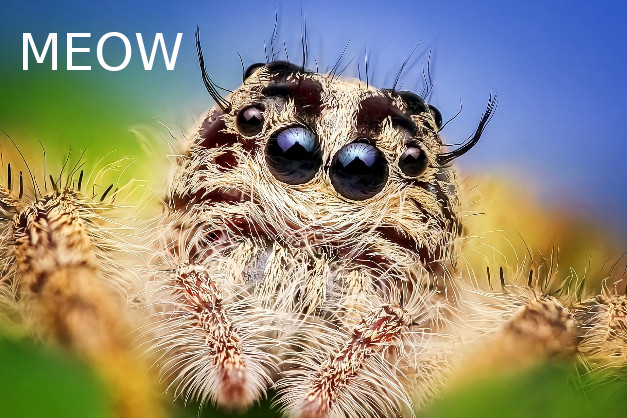 spidercat.jpg