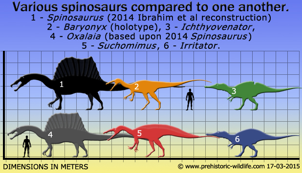 spinosaur-size-comparison.jpg