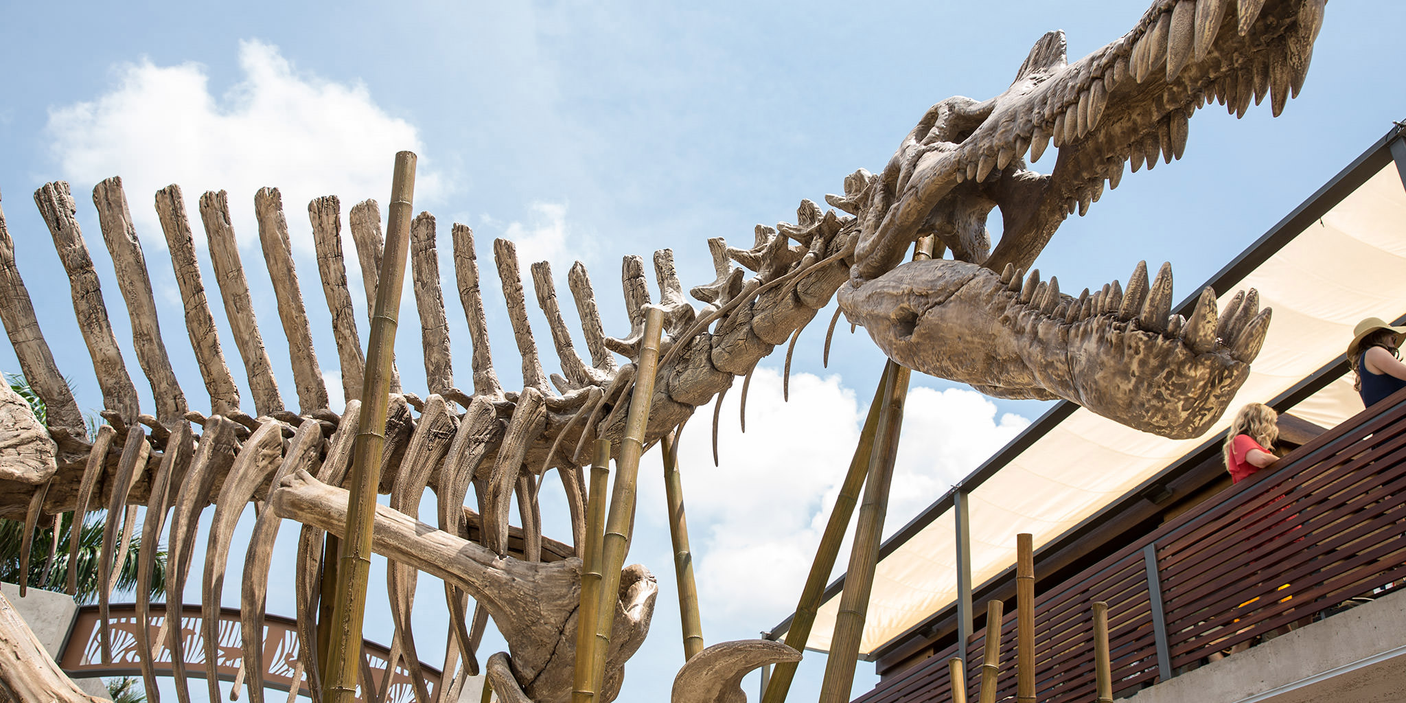 spinosaurus-skeleton.jpg
