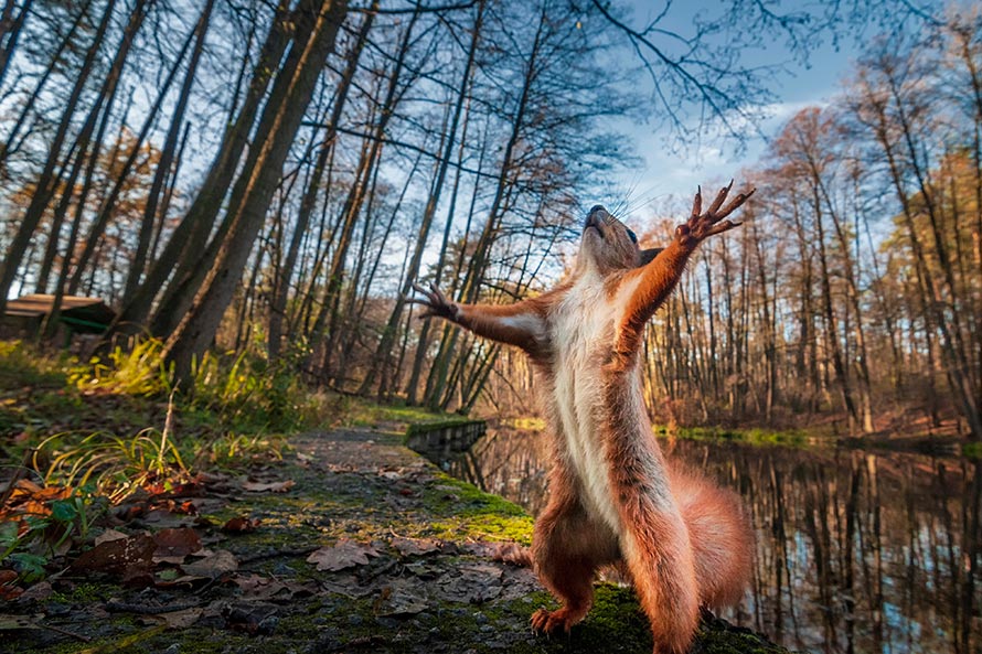 squirrel-standing.jpg