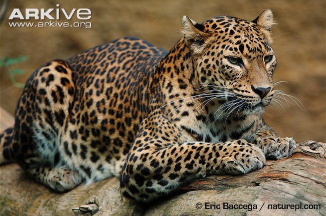 Sri-Lankan-leopard.jpg