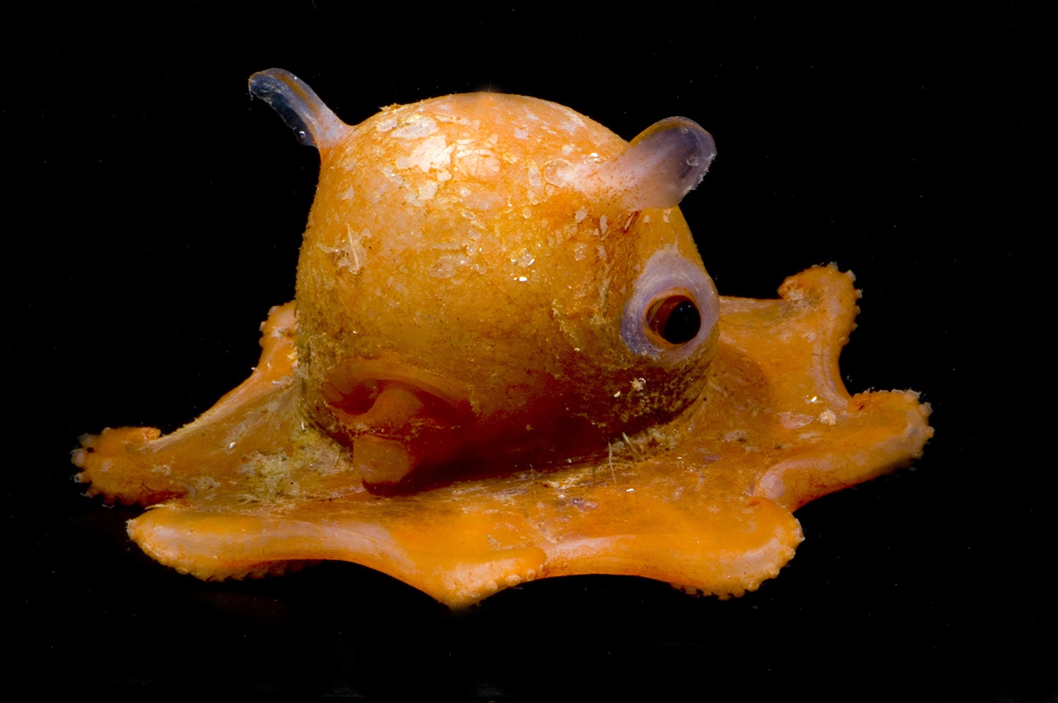 ss-140225-weirdest-amimals-16.jpg