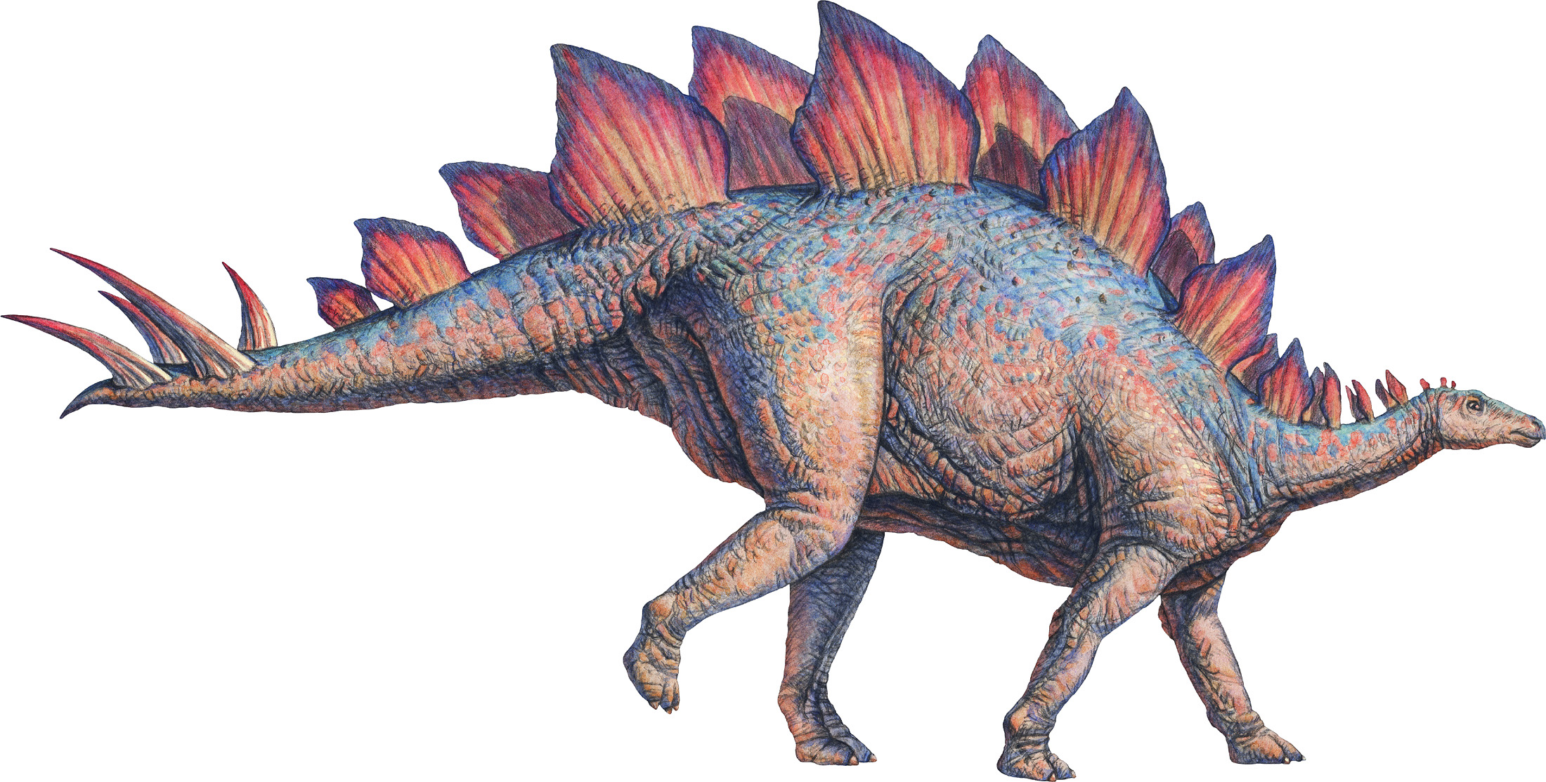 Stegosaurus.jpg