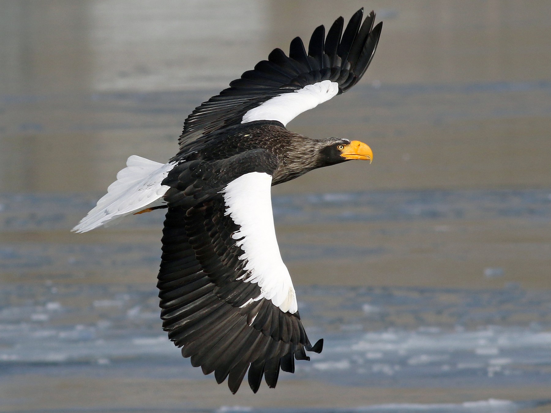 stellar's sea eagle.jpg