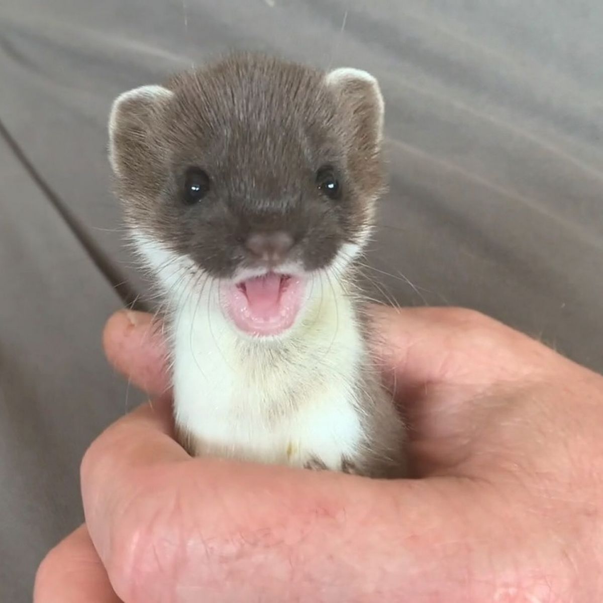 stoat.jpg