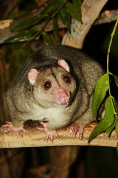 Strigocuscus celebensis.jpg