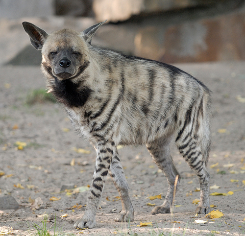 Striped-Hyena.jpg