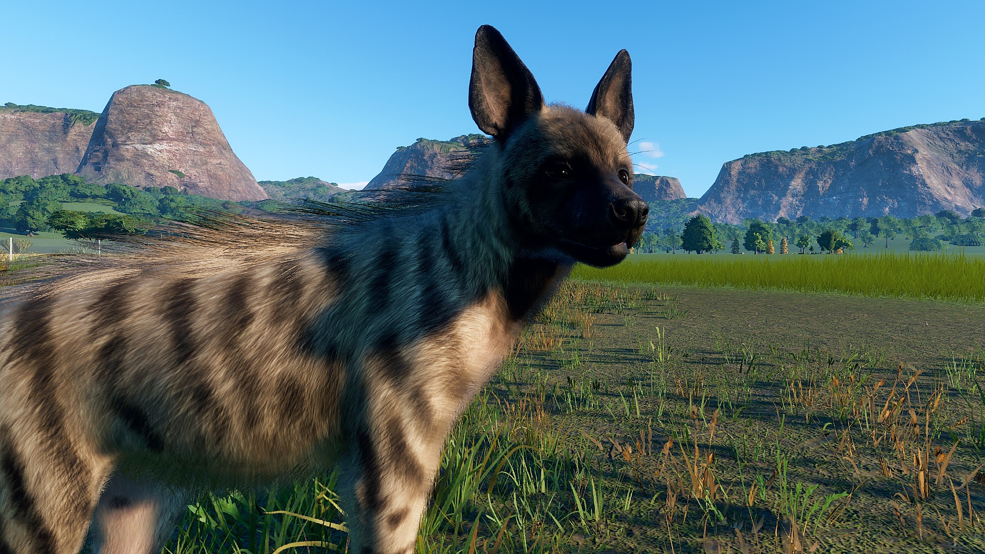 Striped Hyena Updated 2.jpg