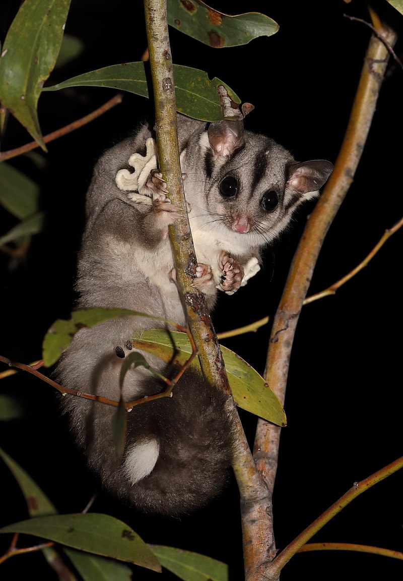 Sugar_Glider_(Petaurus_breviceps).jpg