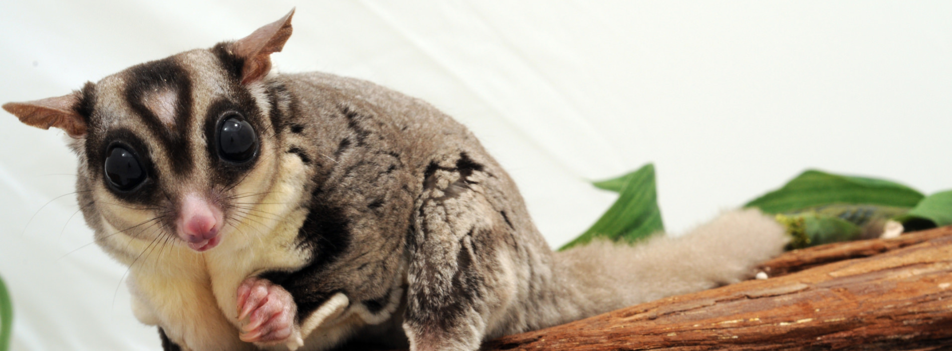 Sugar_Glider_1900x700.jpg