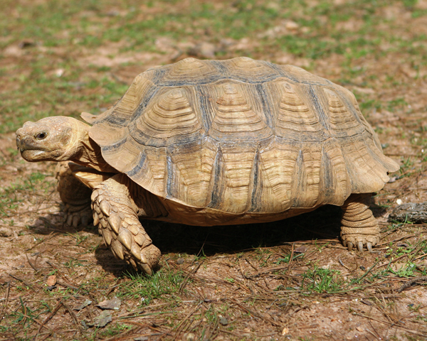 sulcata-tortoise3.jpg