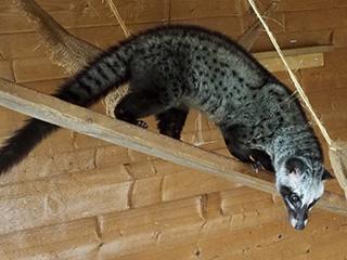 Sumatra-Fleckenmusang.jpg