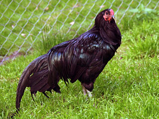 Sumatrahuhn.jpg