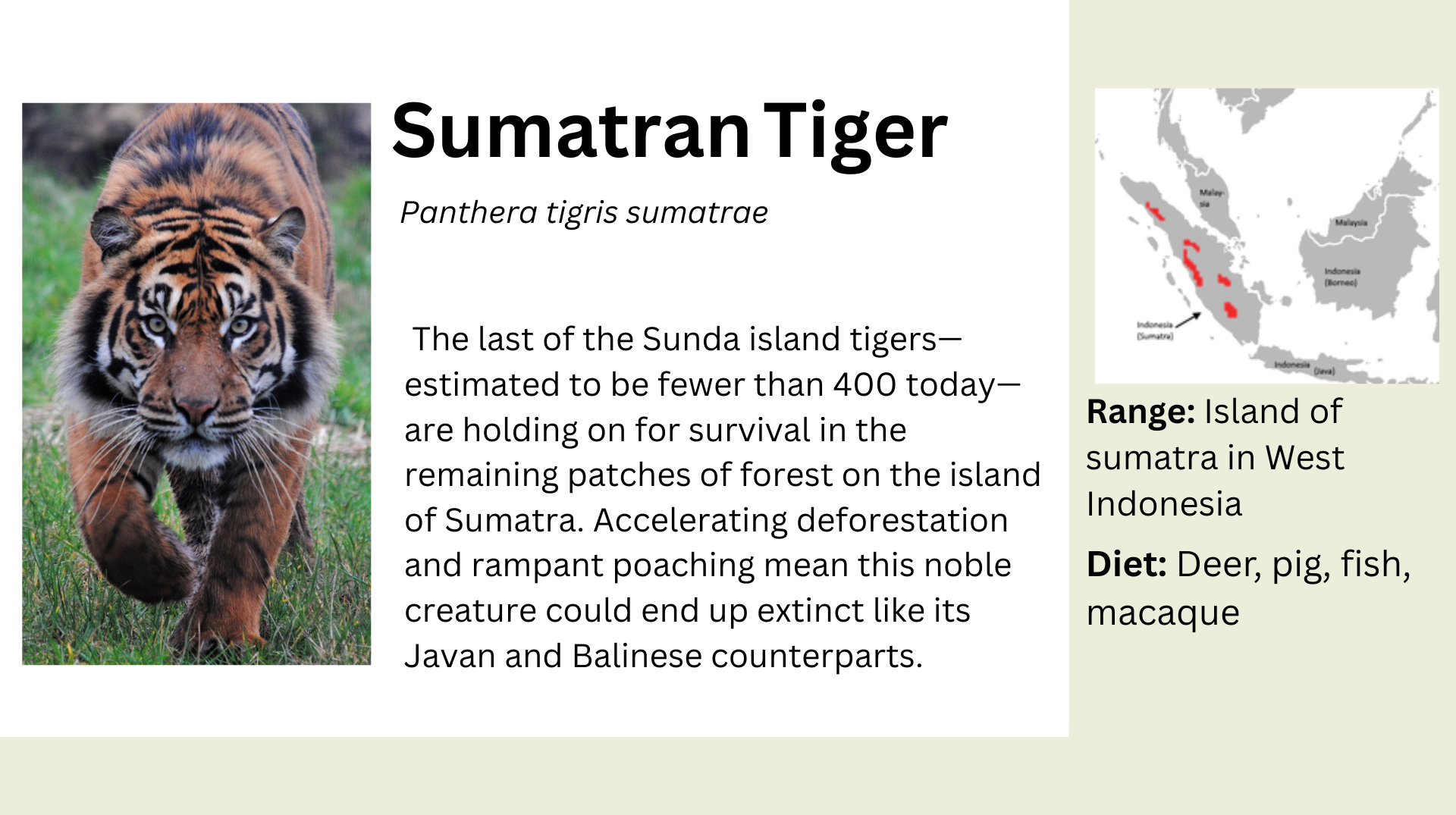 Sumatran tiger info.png