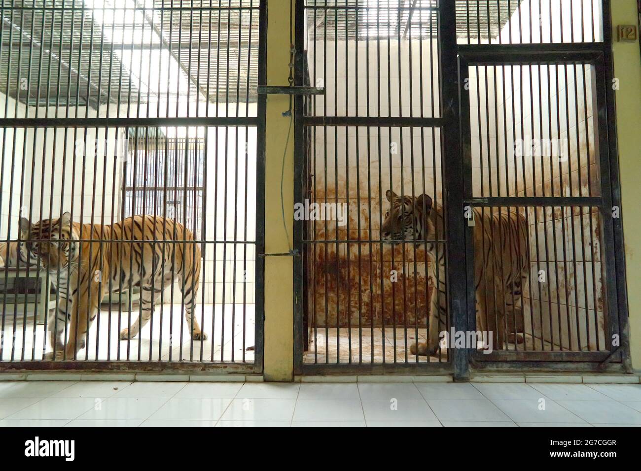 sumatran-tiger-left-and-bengal-tiger-right-at-the-veterinary-facility-managed-by-bali-zoo-in-g...jpg