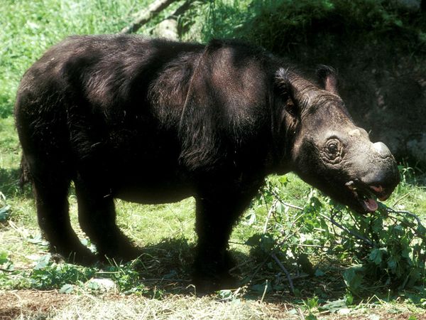 Sumatran_Rhino.jpg