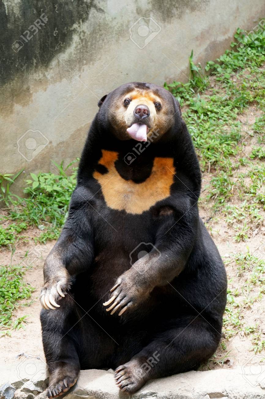 sun bear.jpg