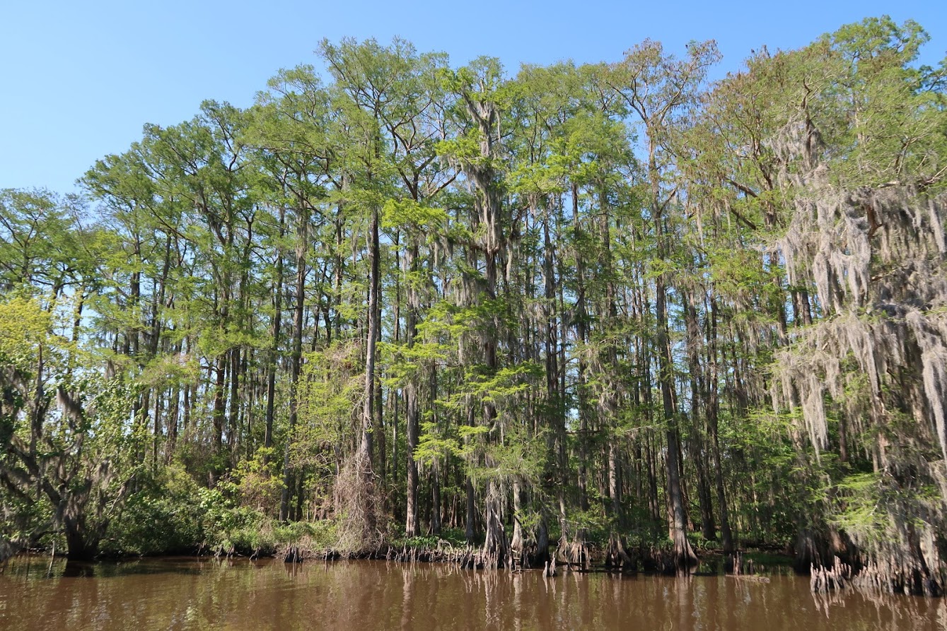 swamp.jpg