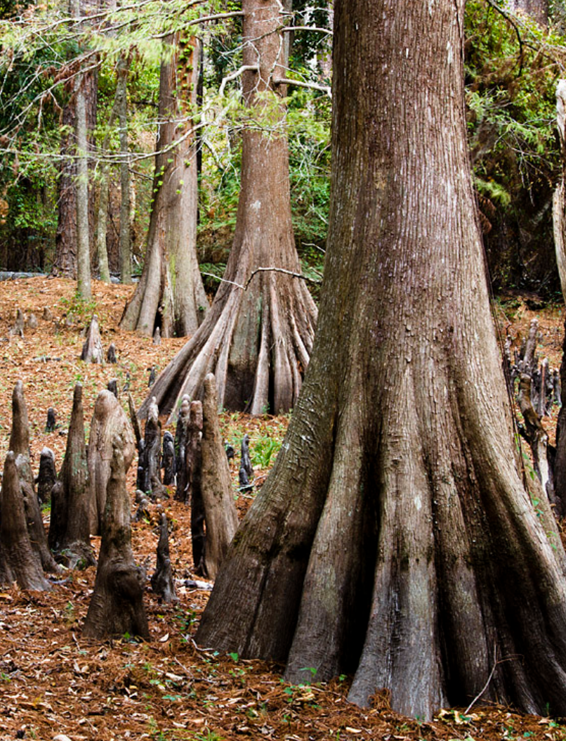 swamp.png