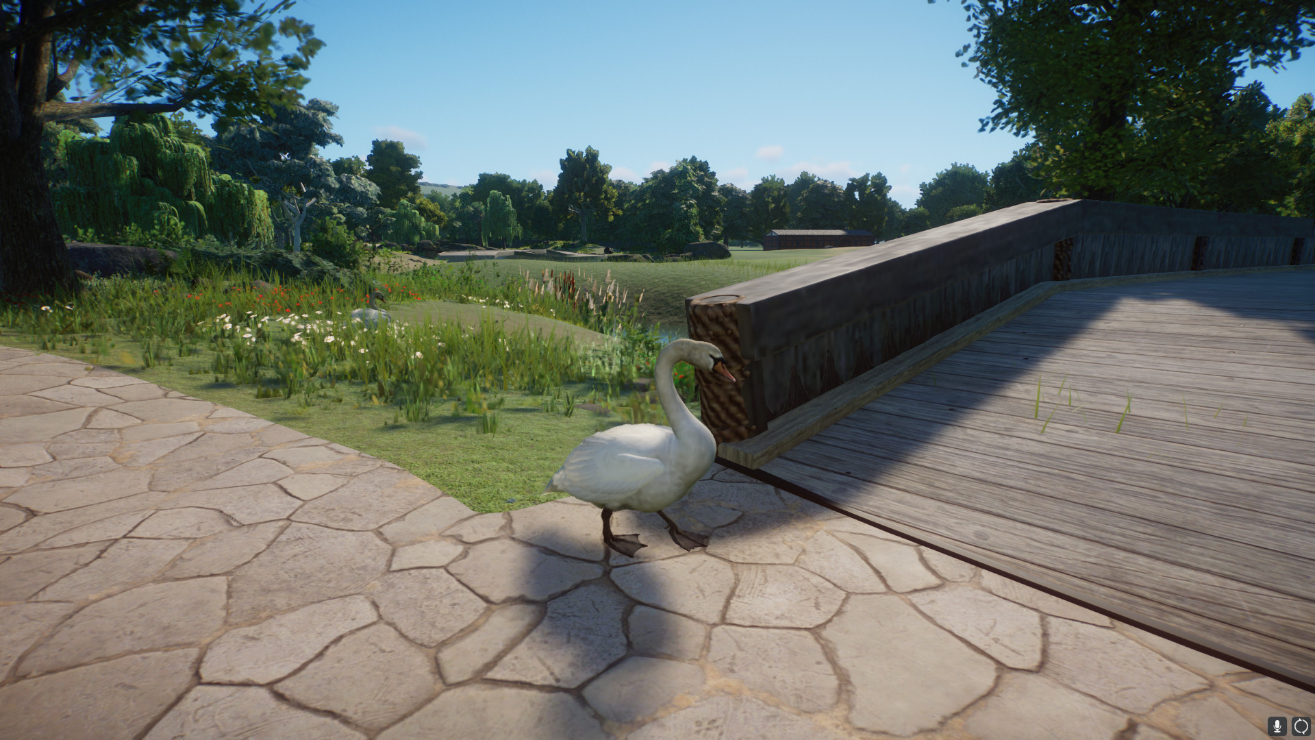 swan5.jpeg