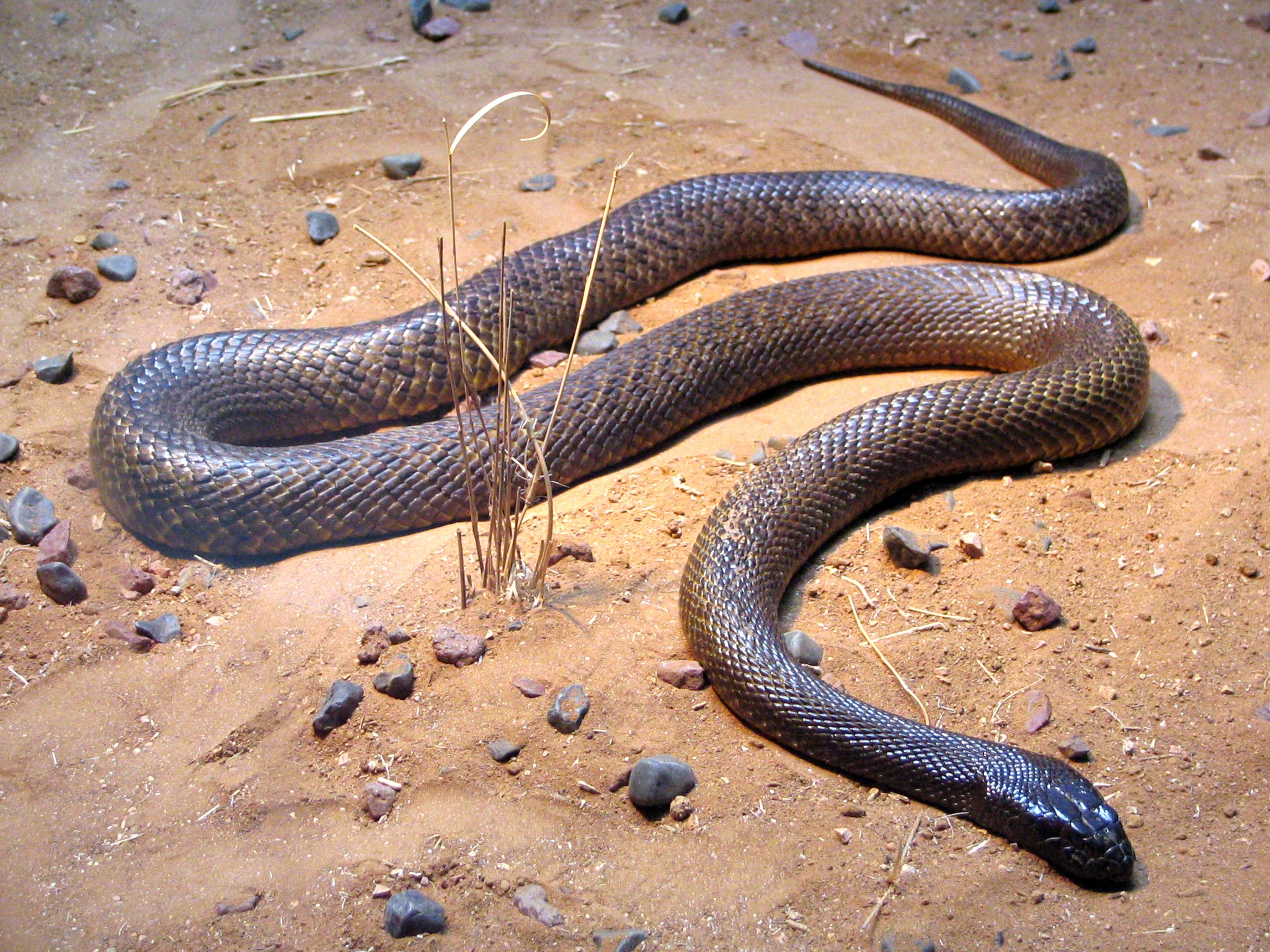 Taipan.jpg