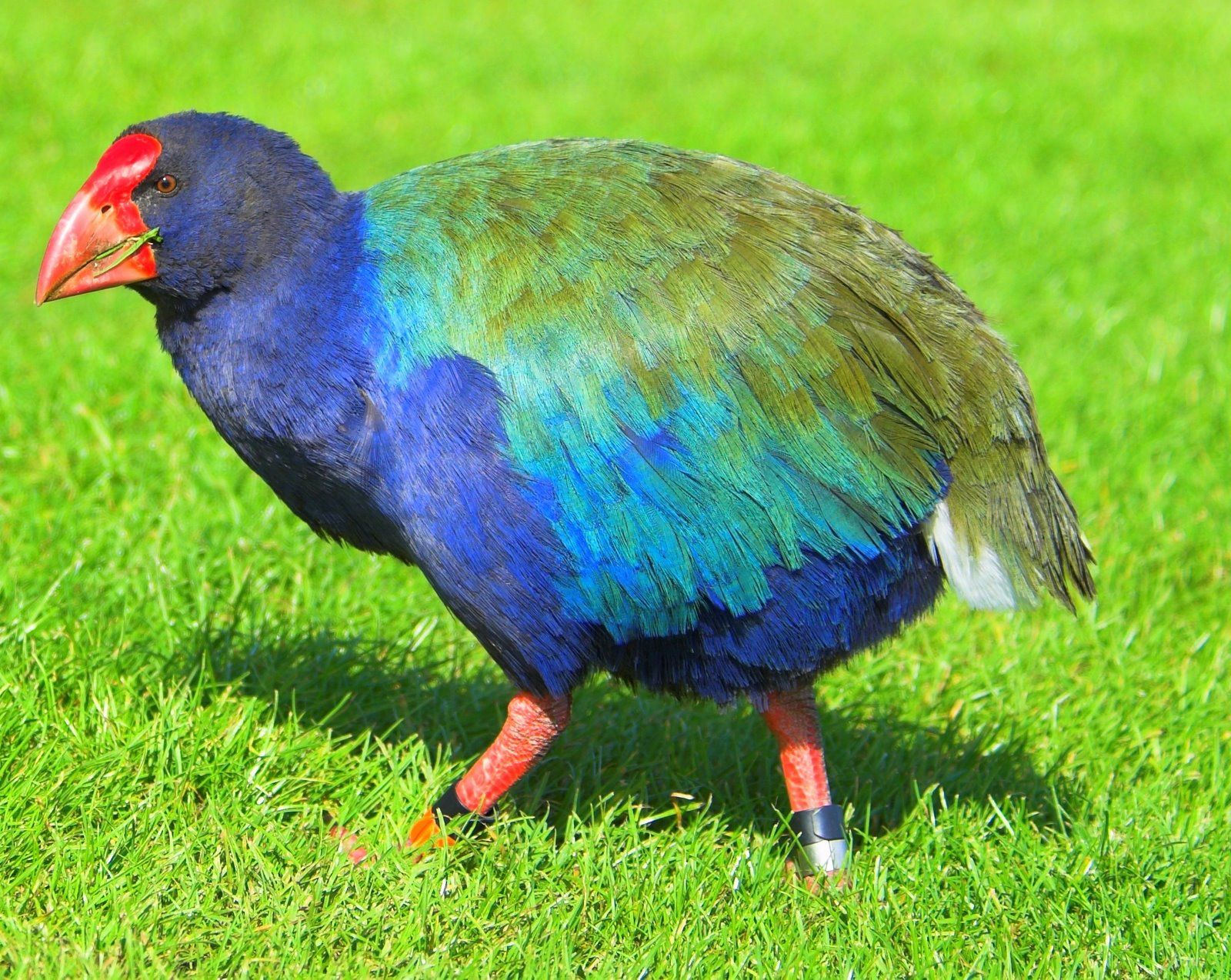 takahe NZ.jpg