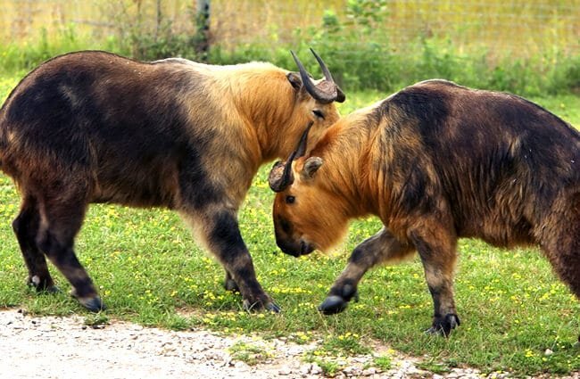 takin.jpg