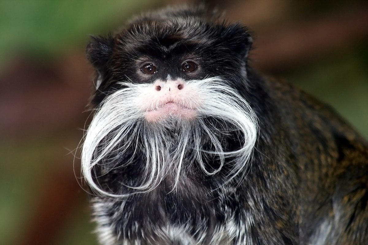 Tamarin_portrait.JPG