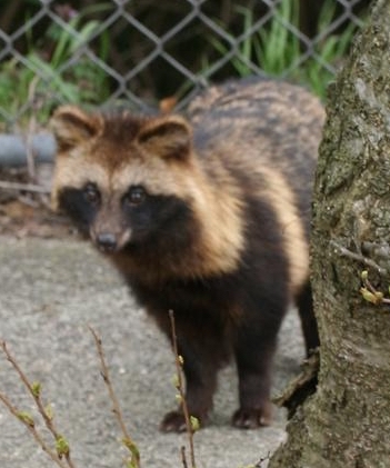 Tanuki_By_Iwanafish-_Cropped.jpg