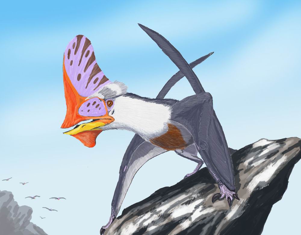 Tapejara_weln_DB2.jpg
