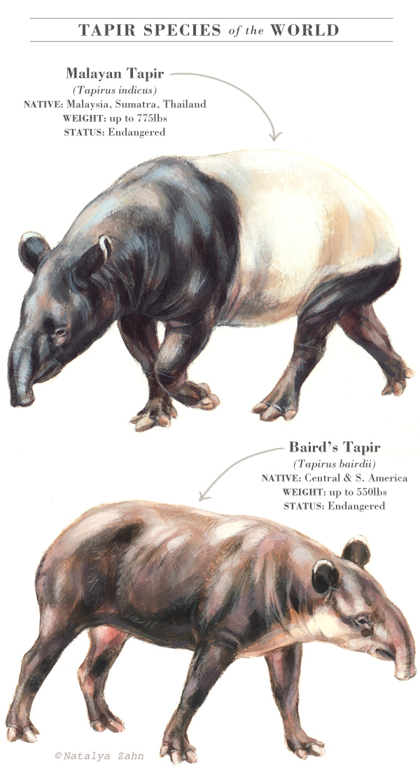 tapir4.png