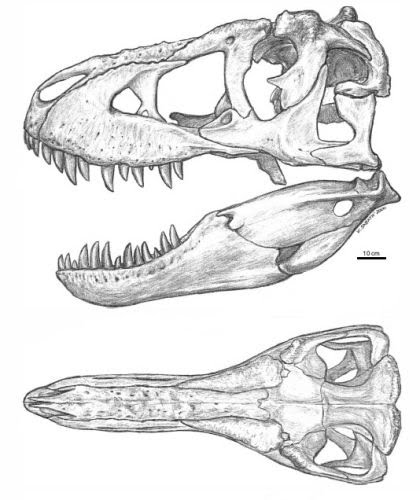 Tarbosaurus_skull-075.jpg
