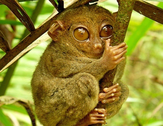 tarsius-syrichta.jpg