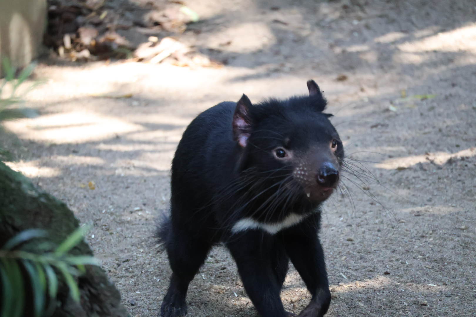 tasmanian devil.jpg