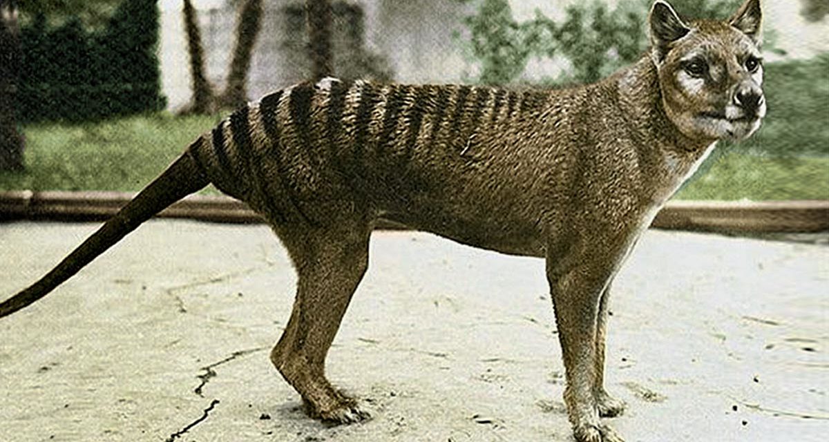 tasmanian-tiger-1200x640.jpg