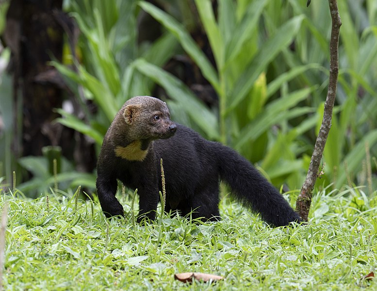 Tayra.jpg