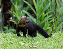 Tayra.jpg