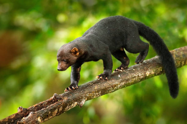 tayra.jpg