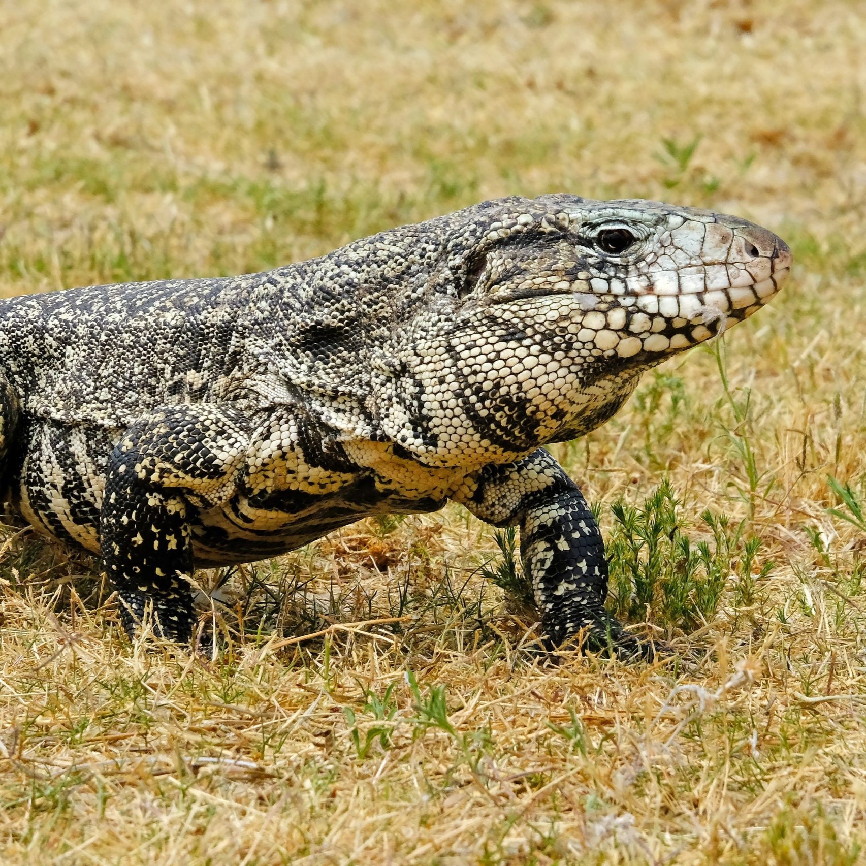 tegu-from-shutterstock-scaled.jpg