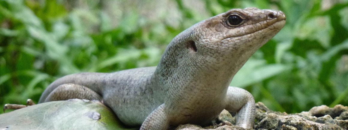 telfair skink.jpg