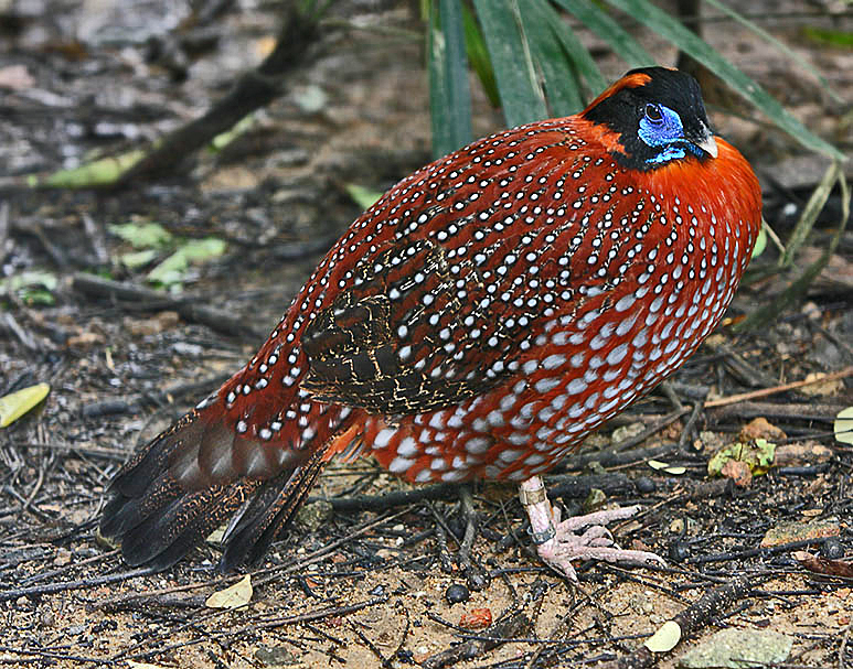 Temminck_Tragopan.jpg