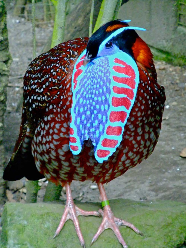 Temmincks-Tragopan-credit-Harewood-House-Trust-and-Peter-Stubbs-2-768x1024.jpg