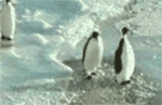 tenor (12).gif